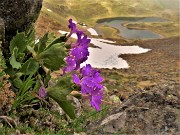 60 Primula irsuta (Primula irsuta) alla Bocchetta Triomen con vista sui laghetto di Ponteranica inferiore